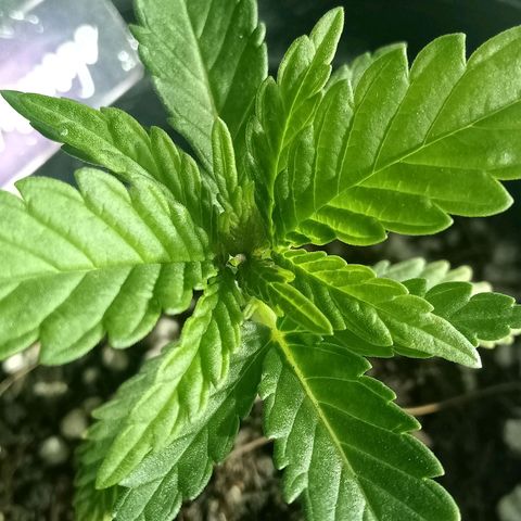 Critical Mango  growlog timeline photo