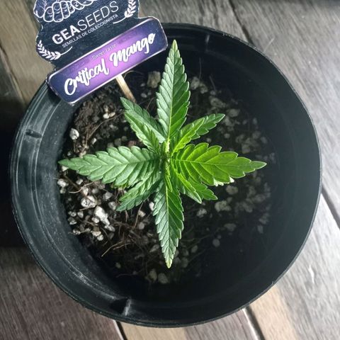 Critical Mango  growlog timeline photo