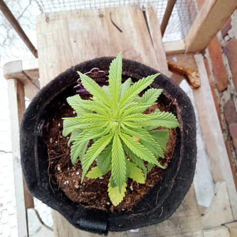 Northern Kush growlog timeline photo