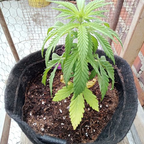 Northern Kush growlog timeline photo