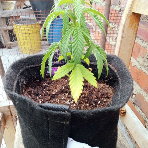 Northern Kush growlog timeline photo