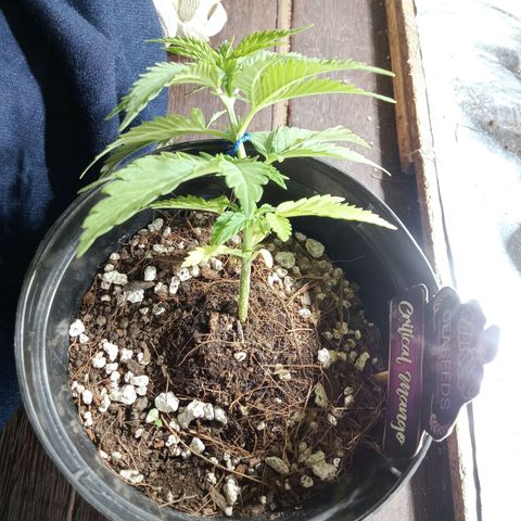 Critical Mango  growlog timeline photo