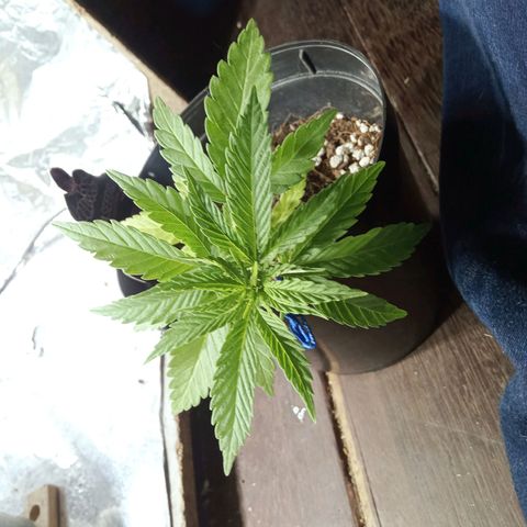 Critical Mango  growlog timeline photo