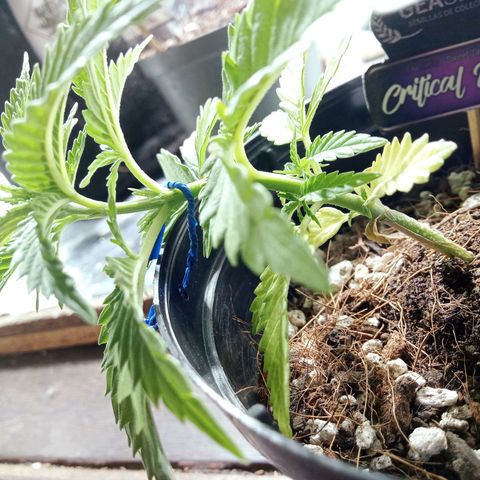 Critical Mango  growlog timeline photo