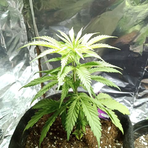 Northern Kush growlog timeline photo