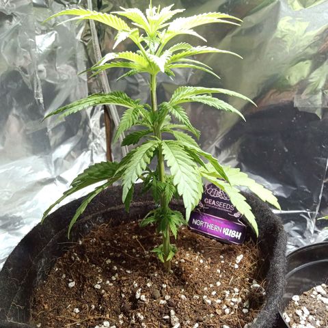 Northern Kush growlog timeline photo