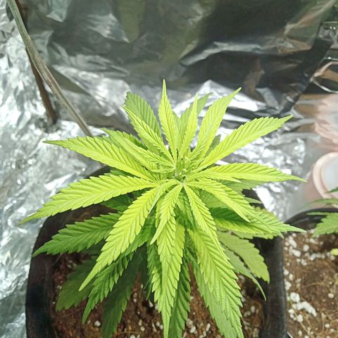 Northern Kush growlog timeline photo