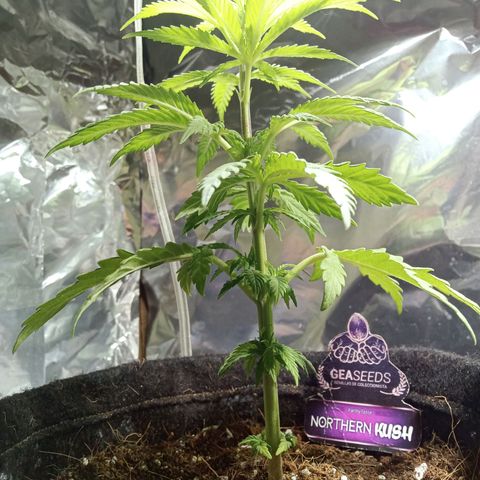 Northern Kush growlog timeline photo