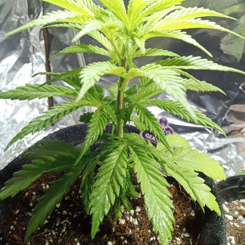Northern Kush growlog timeline photo