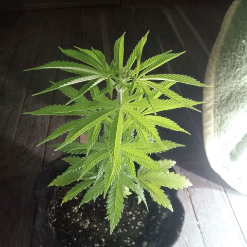 Northern Kush growlog timeline photo