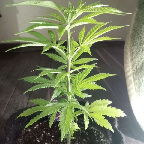Northern Kush growlog timeline photo