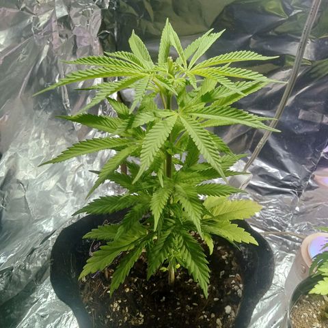Northern Kush growlog timeline photo