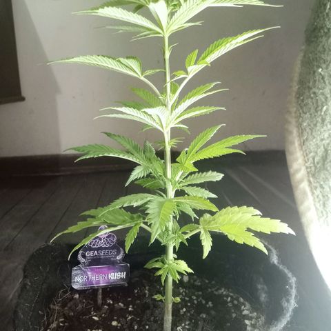 Northern Kush growlog timeline photo