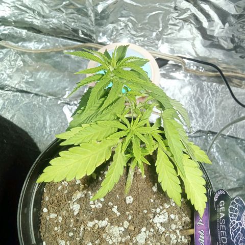 Critical Mango  growlog timeline photo