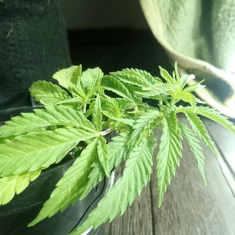 Critical Mango  growlog timeline photo