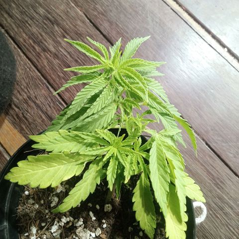 Critical Mango  growlog timeline photo
