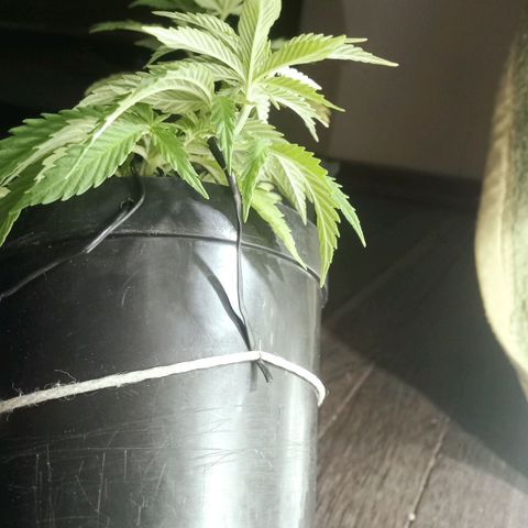 Critical Mango  growlog timeline photo
