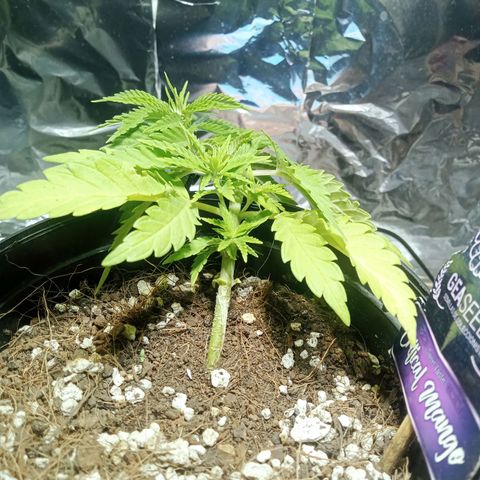 Critical Mango  growlog timeline photo
