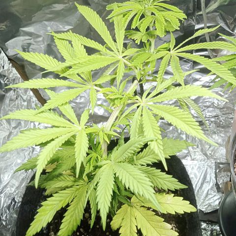 Northern Kush growlog timeline photo