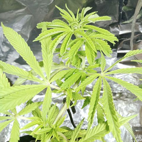 Northern Kush growlog timeline photo