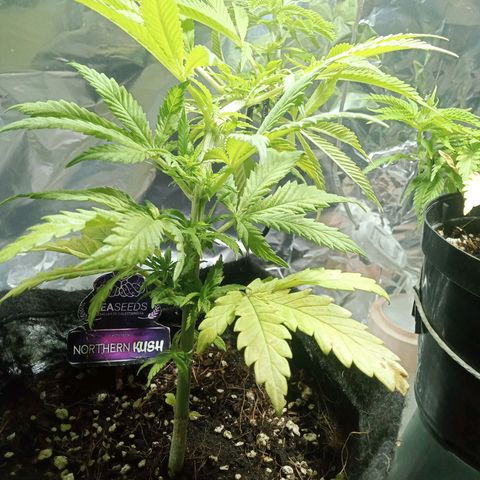 Northern Kush growlog timeline photo