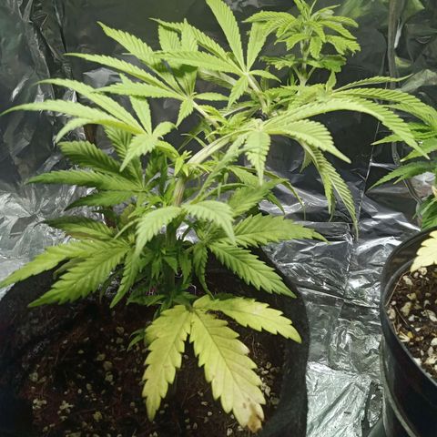 Northern Kush growlog timeline photo