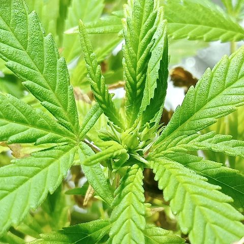 Northern Kush growlog timeline photo
