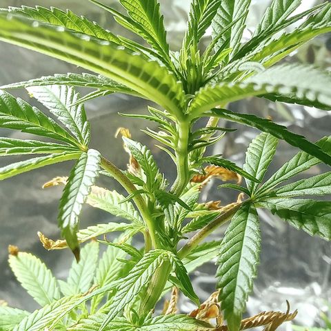 Northern Kush growlog timeline photo