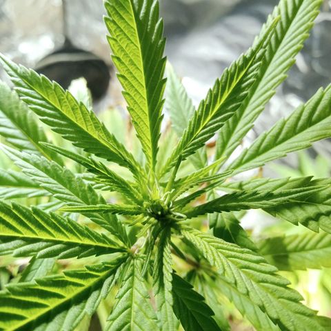 Northern Kush growlog timeline photo