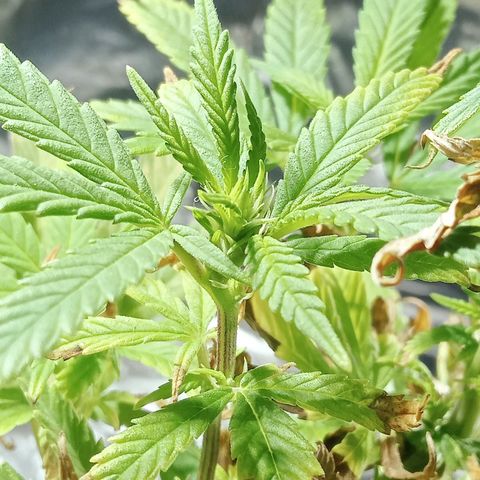 Northern Kush growlog timeline photo