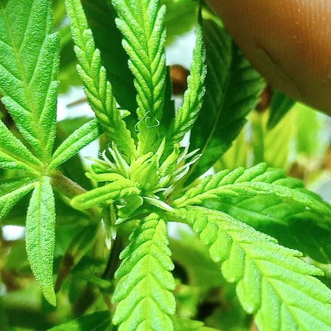 Northern Kush growlog timeline photo