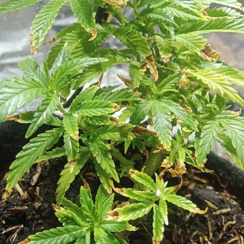 Critical Mango  growlog timeline photo