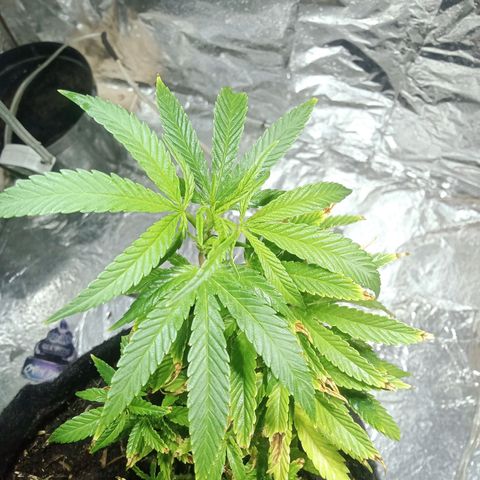 Critical Mango  growlog timeline photo