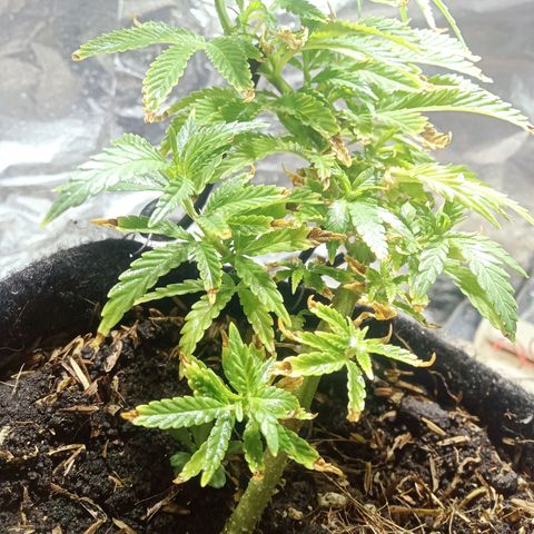 Critical Mango  growlog timeline photo