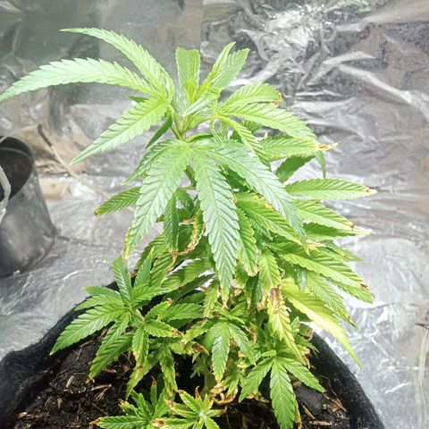 Critical Mango  growlog timeline photo