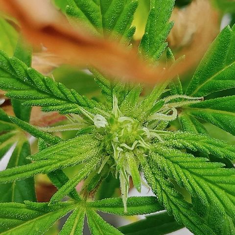 Northern Kush growlog timeline photo