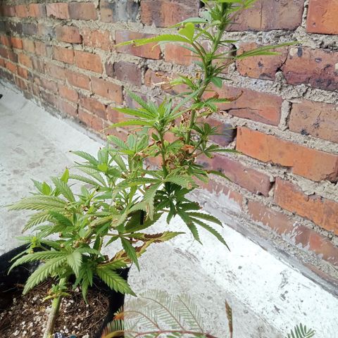 Northern Kush growlog timeline photo
