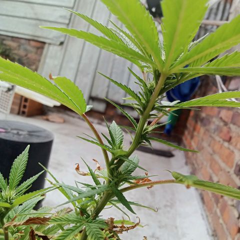 Northern Kush growlog timeline photo