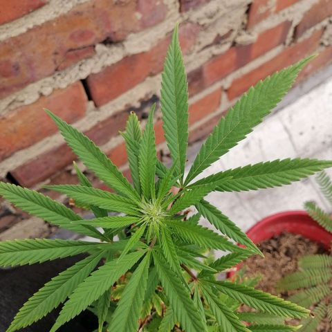 Northern Kush growlog timeline photo