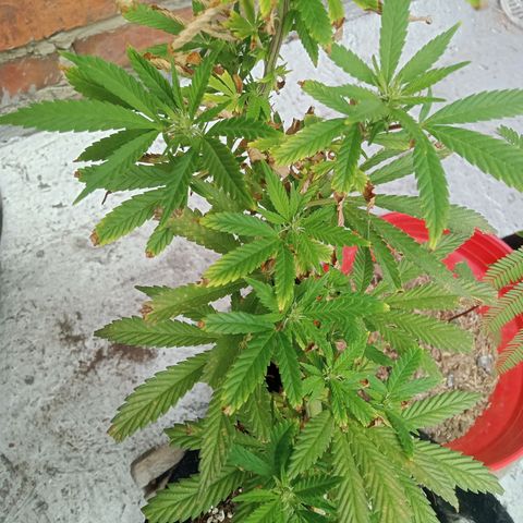 Northern Kush growlog timeline photo