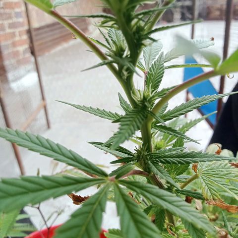 Northern Kush growlog timeline photo
