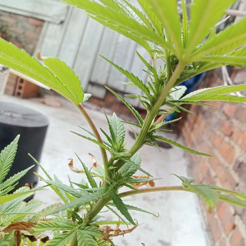 Northern Kush growlog timeline photo