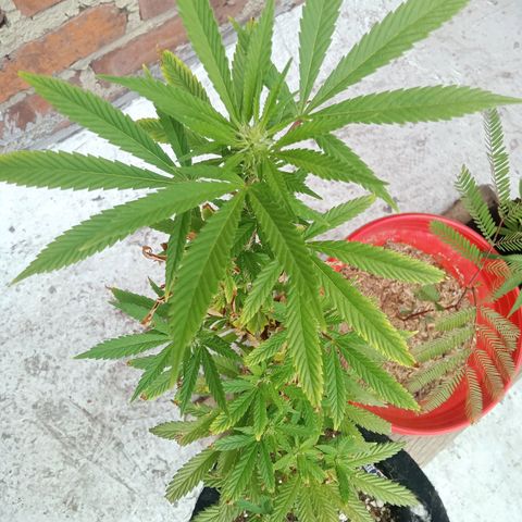 Northern Kush growlog timeline photo