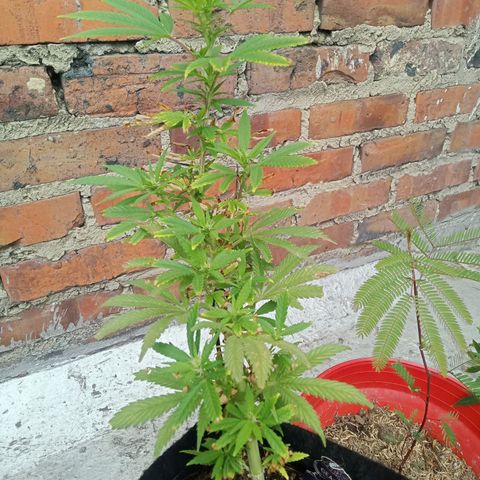 Northern Kush growlog timeline photo