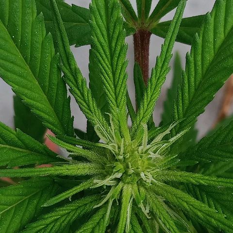 Northern Kush growlog timeline photo