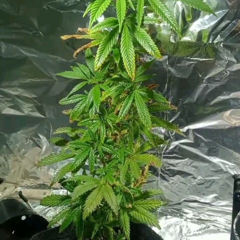 Northern Kush growlog timeline photo