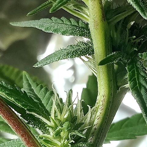 Northern Kush growlog timeline photo
