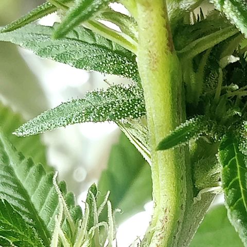 Northern Kush growlog timeline photo