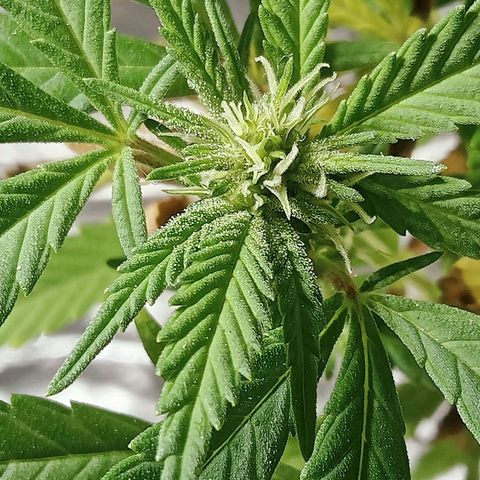 Northern Kush growlog timeline photo