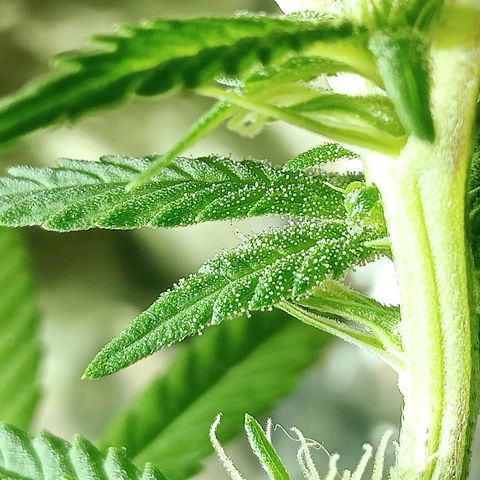 Northern Kush growlog timeline photo